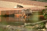 leipzig zoo-01_07_2011_gondwanaland_018